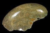 Polished Fossil Coral (Actinocyathus) - Morocco #136299-2